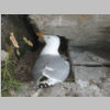 007_PenHir_habitant.jpg