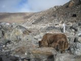 thumbnails/020-trek_apres_Baruntse109.jpg.small.jpeg
