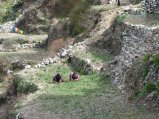 thumbnails/081-trek_apres_Baruntse170.jpg.small.jpeg