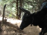 thumbnails/082-trek_apres_Baruntse171.jpg.small.jpeg