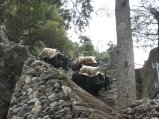 thumbnails/086-trek_apres_Baruntse175.jpg.small.jpeg
