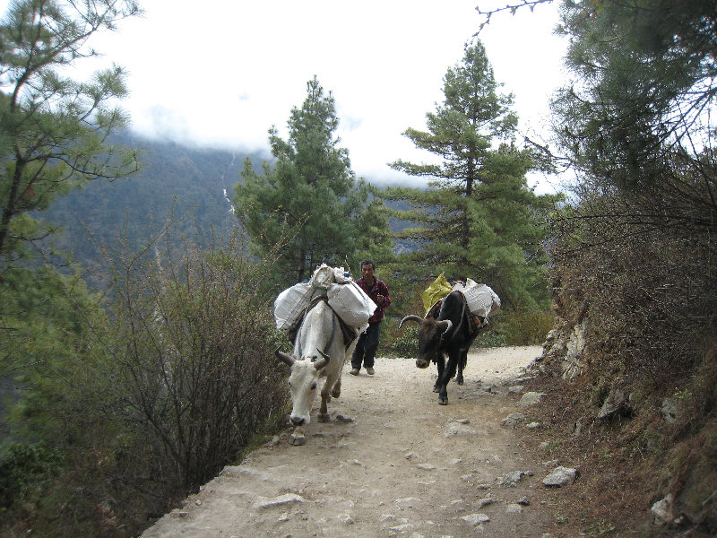 ../trek_apres_Baruntse161.jpg