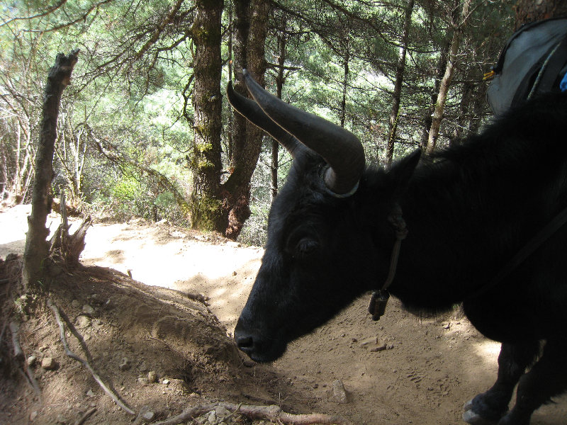 ../trek_apres_Baruntse171.jpg